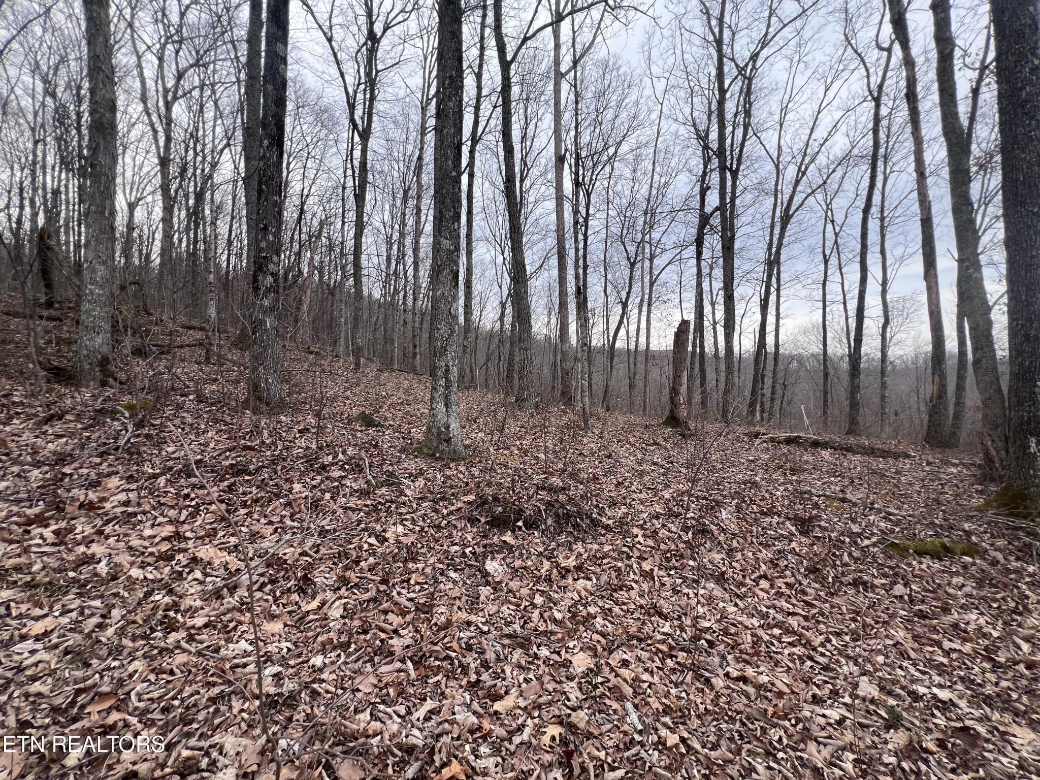 0 Lot 62 Apache Road Jamestown, TN 38556 - Photo 9 of 19 a view of a backyard with large trees