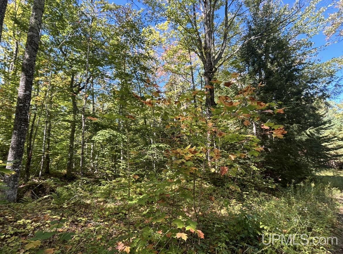40-acres Mosquito Stub Road Shingleton, MI 49884 - Photo 10 of 25 Gallery Image 10