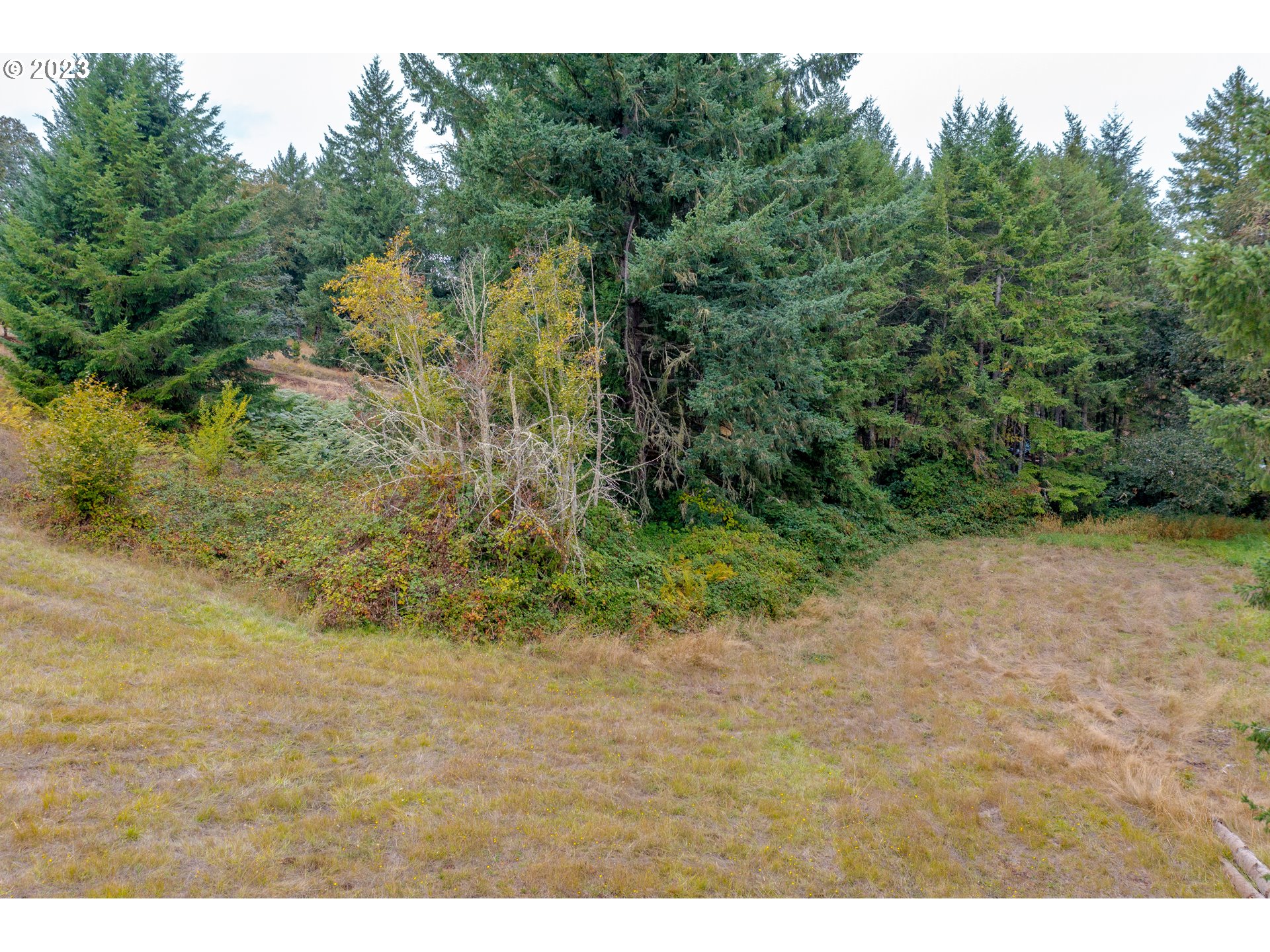 27471 Fern Ridge Road Sweet Home, OR 97386 - Photo 6 of 14 a view of a yard with a tree