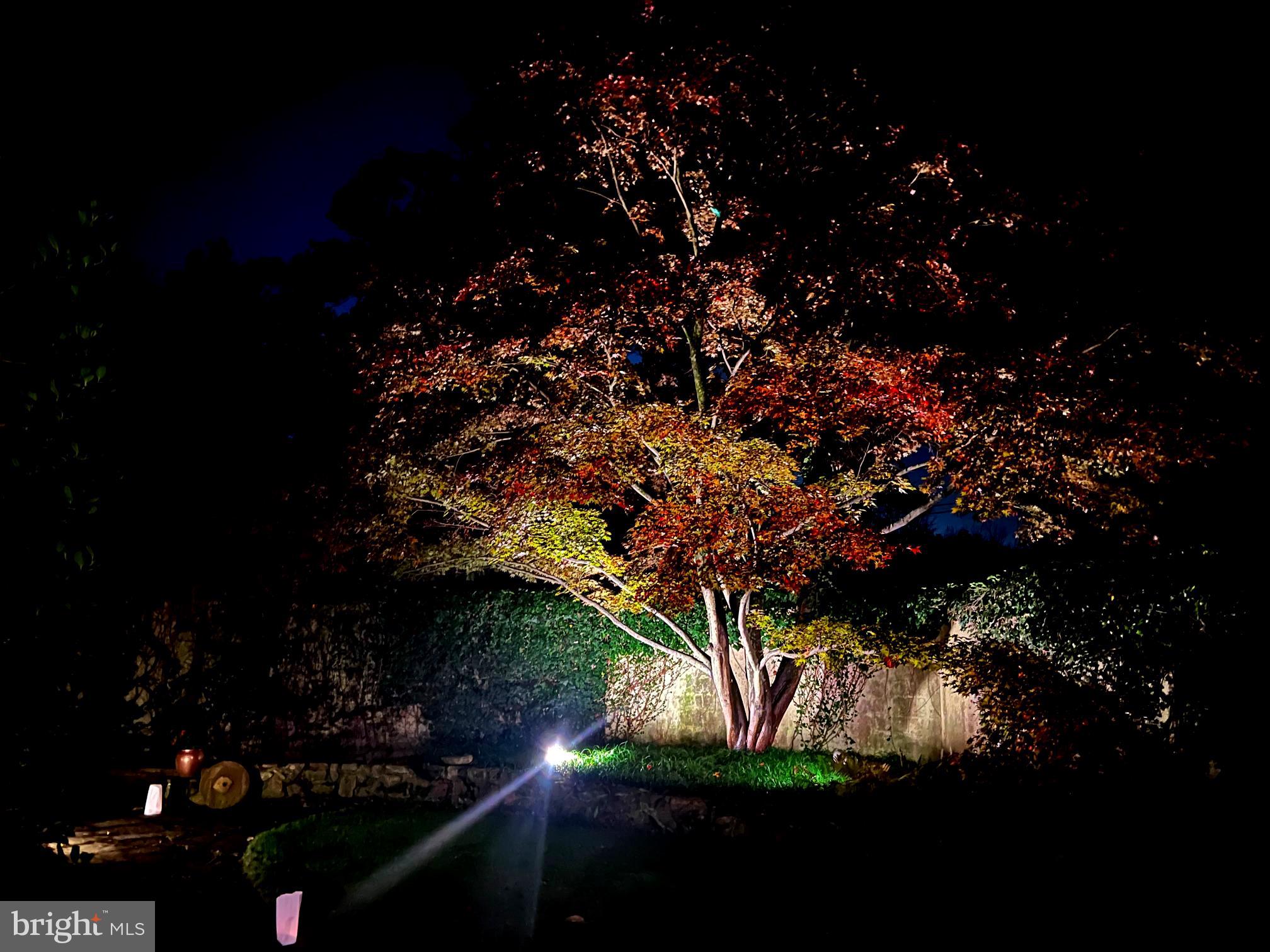 4276 State Road Phoenixville, PA 19460 - Photo 56 of 56 Majestic Maple at night