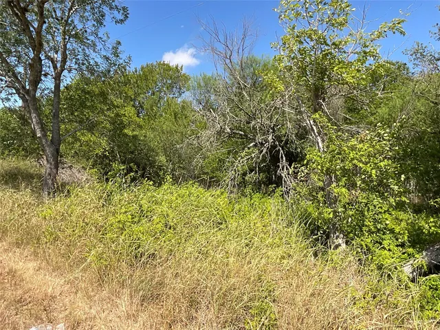 a view of a yard with plants and large trees