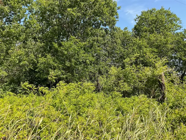 a view of a lush green forest with small trees