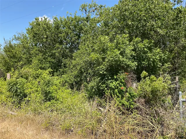 a view of a lush green forest