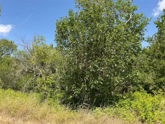 a view of a yard with plants