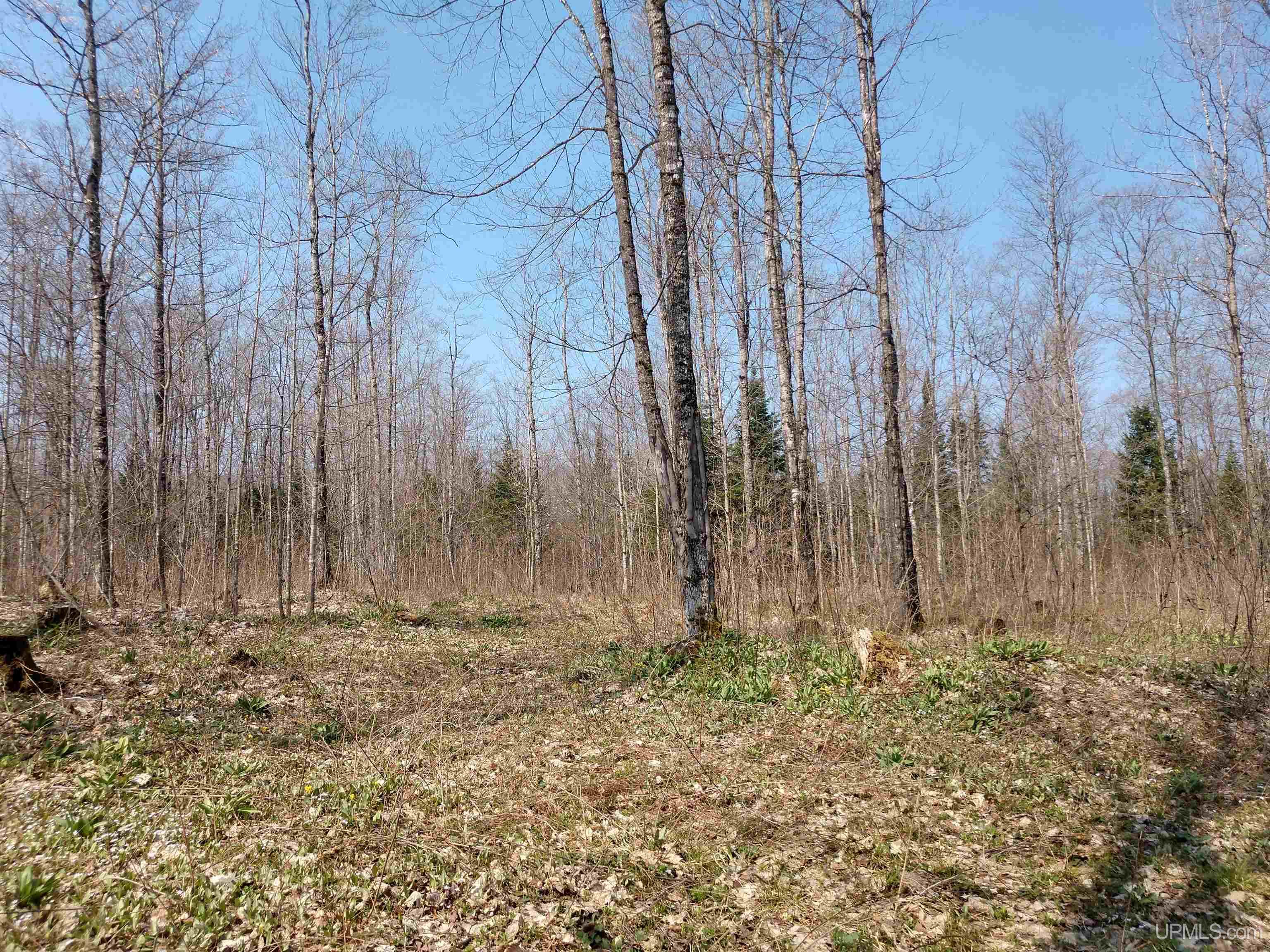 Tbd Melstrand Tbd Melstrand Mosquito Stub Road Shingleton, MI 49884 - Photo 13 of 29