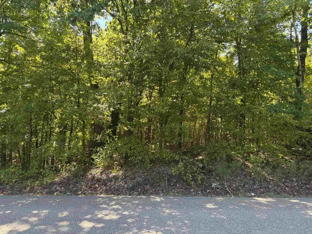 a view of a forest with a trees