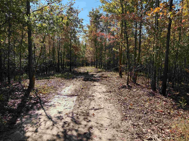 a view of a forest with trees in the background