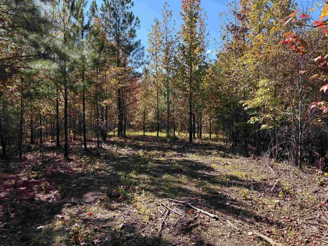 a view of a forest with trees