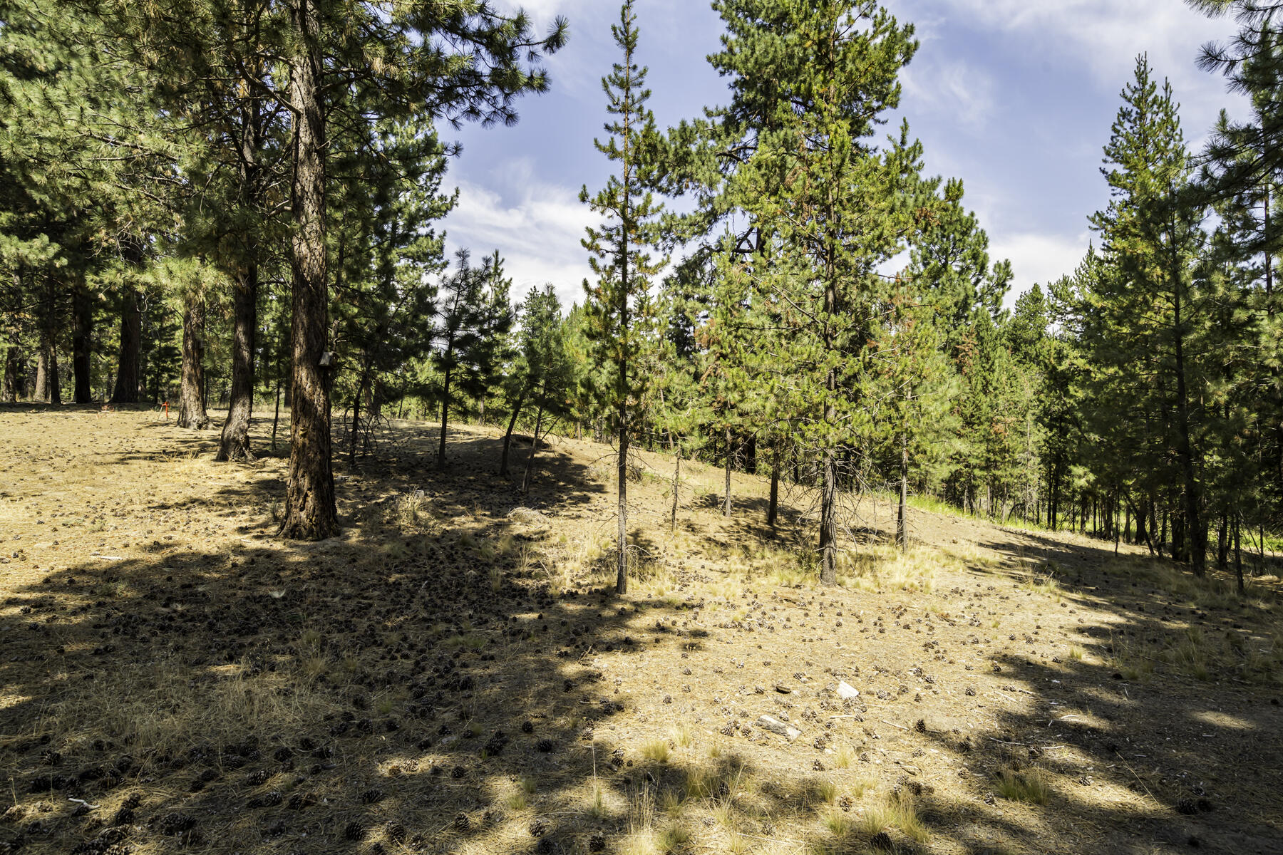 15730 Jackpine Road La Pine, OR 97739 - Photo 39 of 43 a view of road and trees