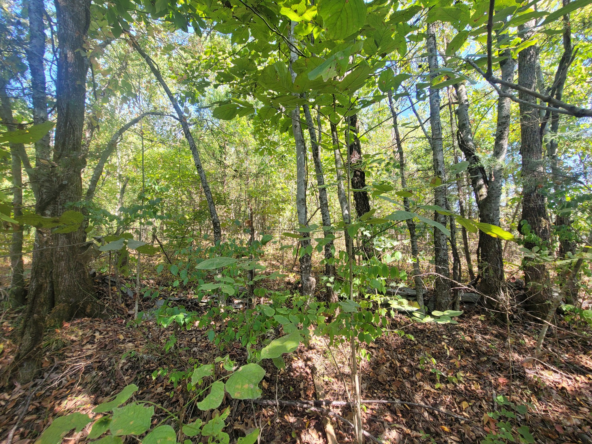 0 Atkinson Road Lebanon, TN 37090 - Photo 12 of 51