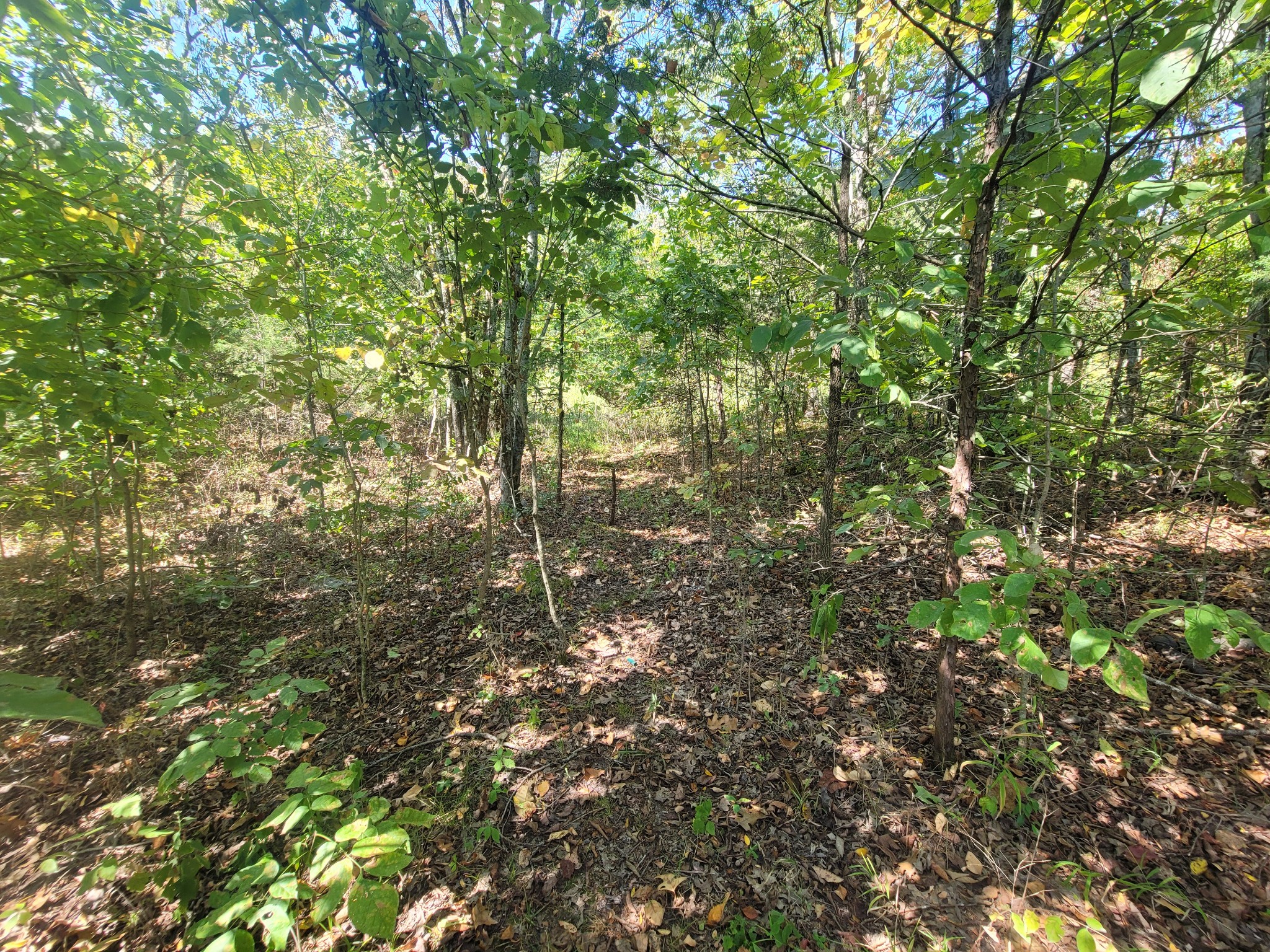 0 Atkinson Road Lebanon, TN 37090 - Photo 13 of 51