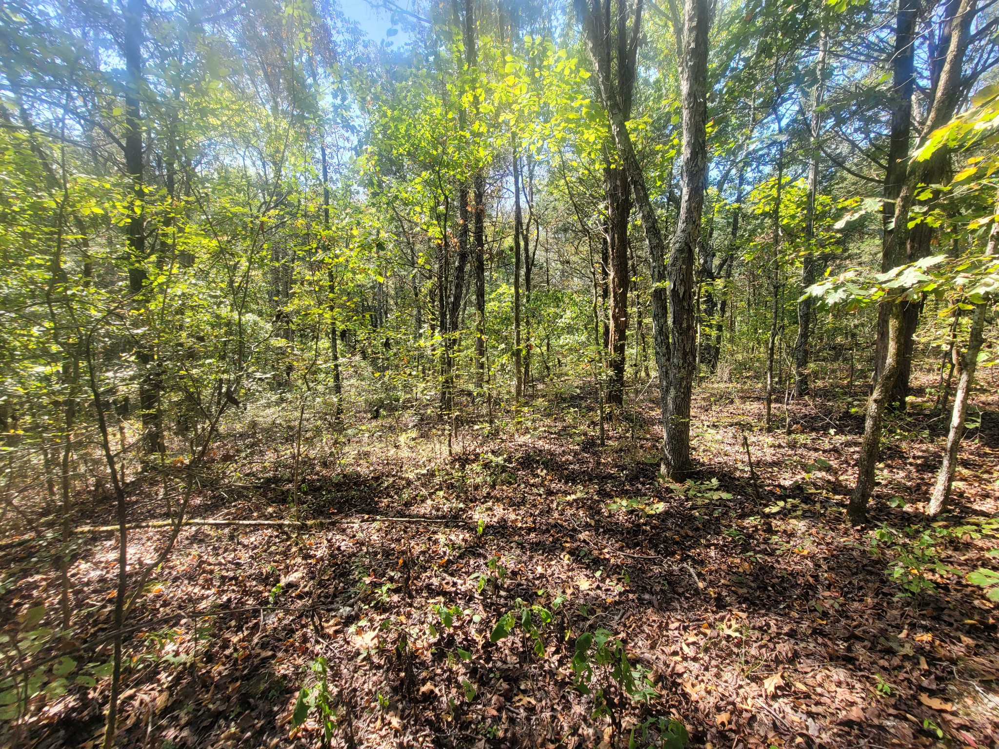 0 Atkinson Road Lebanon, TN 37090 - Photo 19 of 51