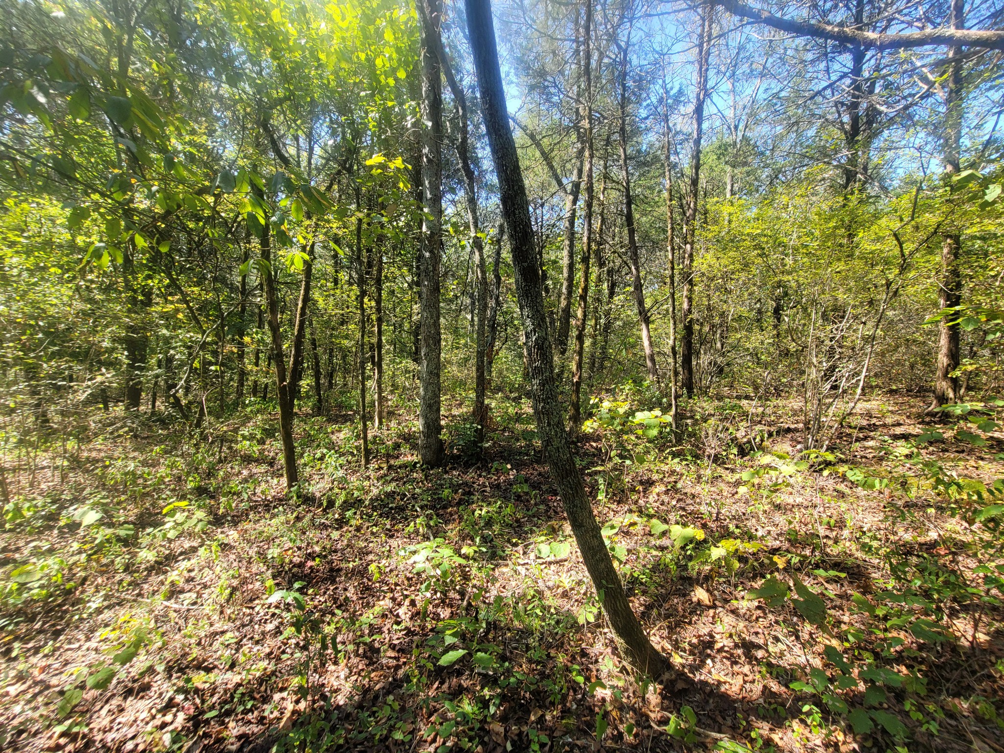 0 Atkinson Road Lebanon, TN 37090 - Photo 21 of 51