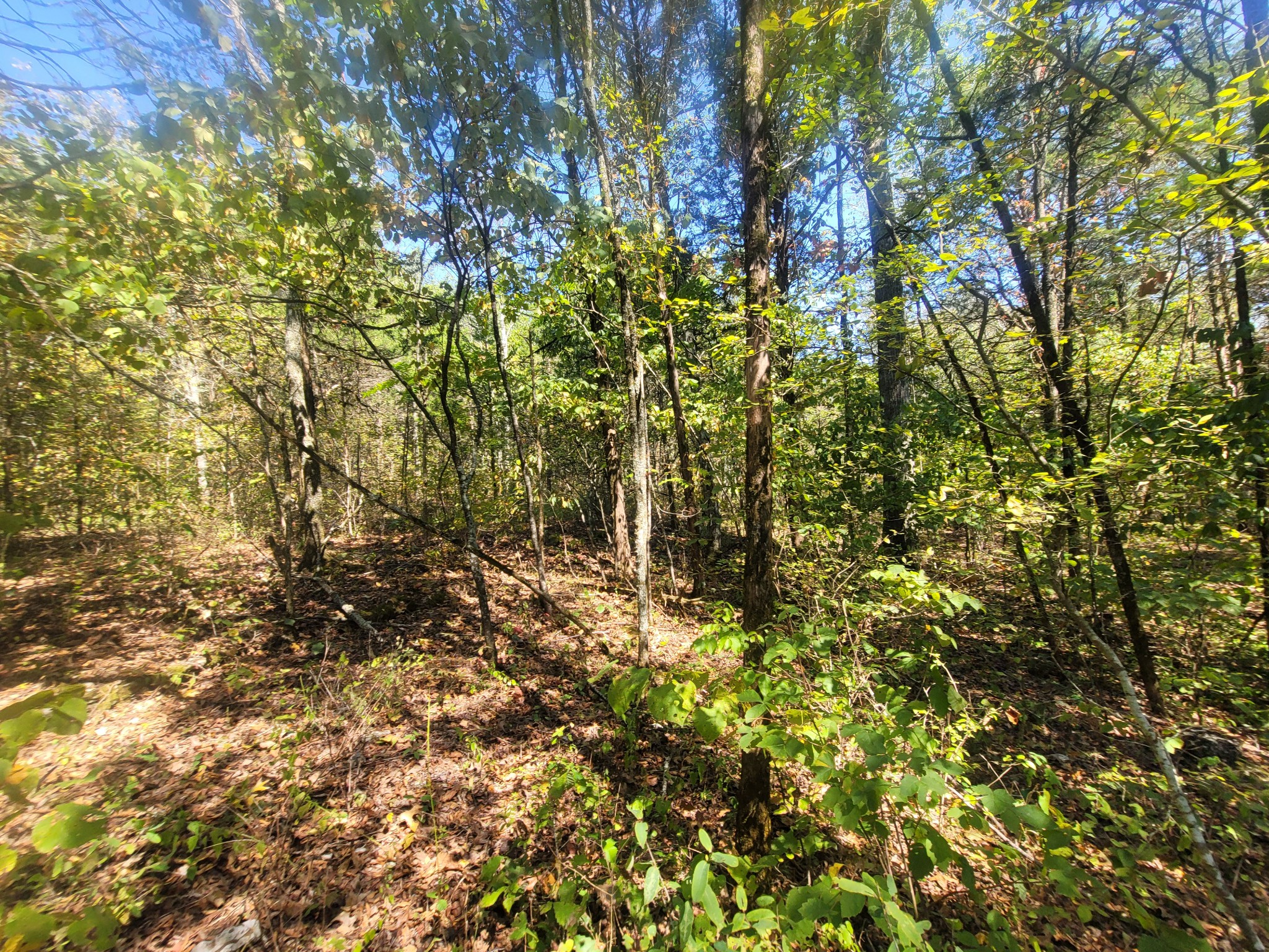 0 Atkinson Road Lebanon, TN 37090 - Photo 22 of 51