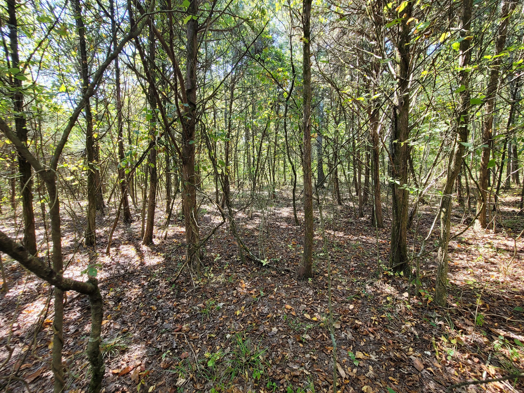 0 Atkinson Road Lebanon, TN 37090 - Photo 24 of 51