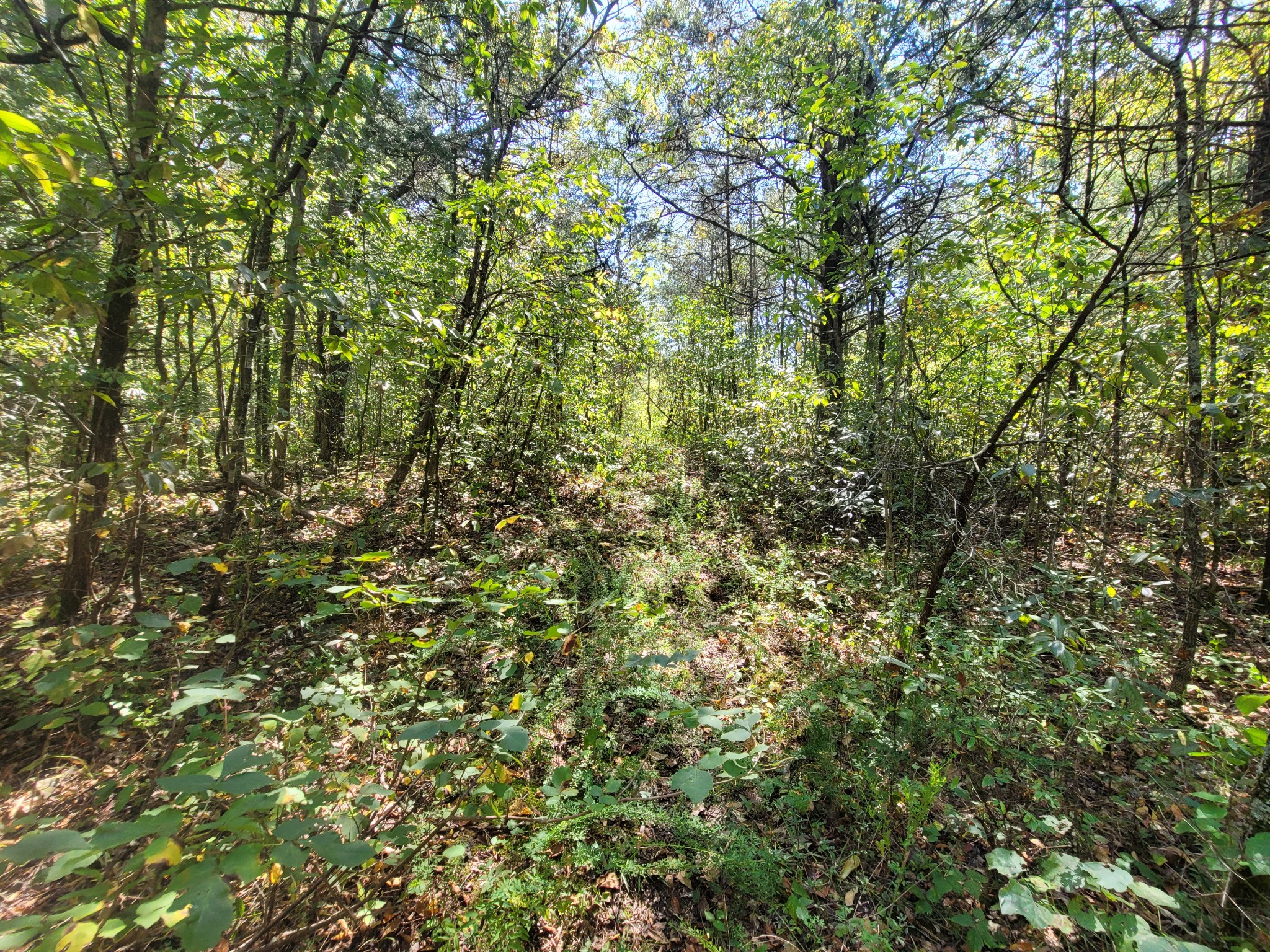 0 Atkinson Road Lebanon, TN 37090 - Photo 27 of 51