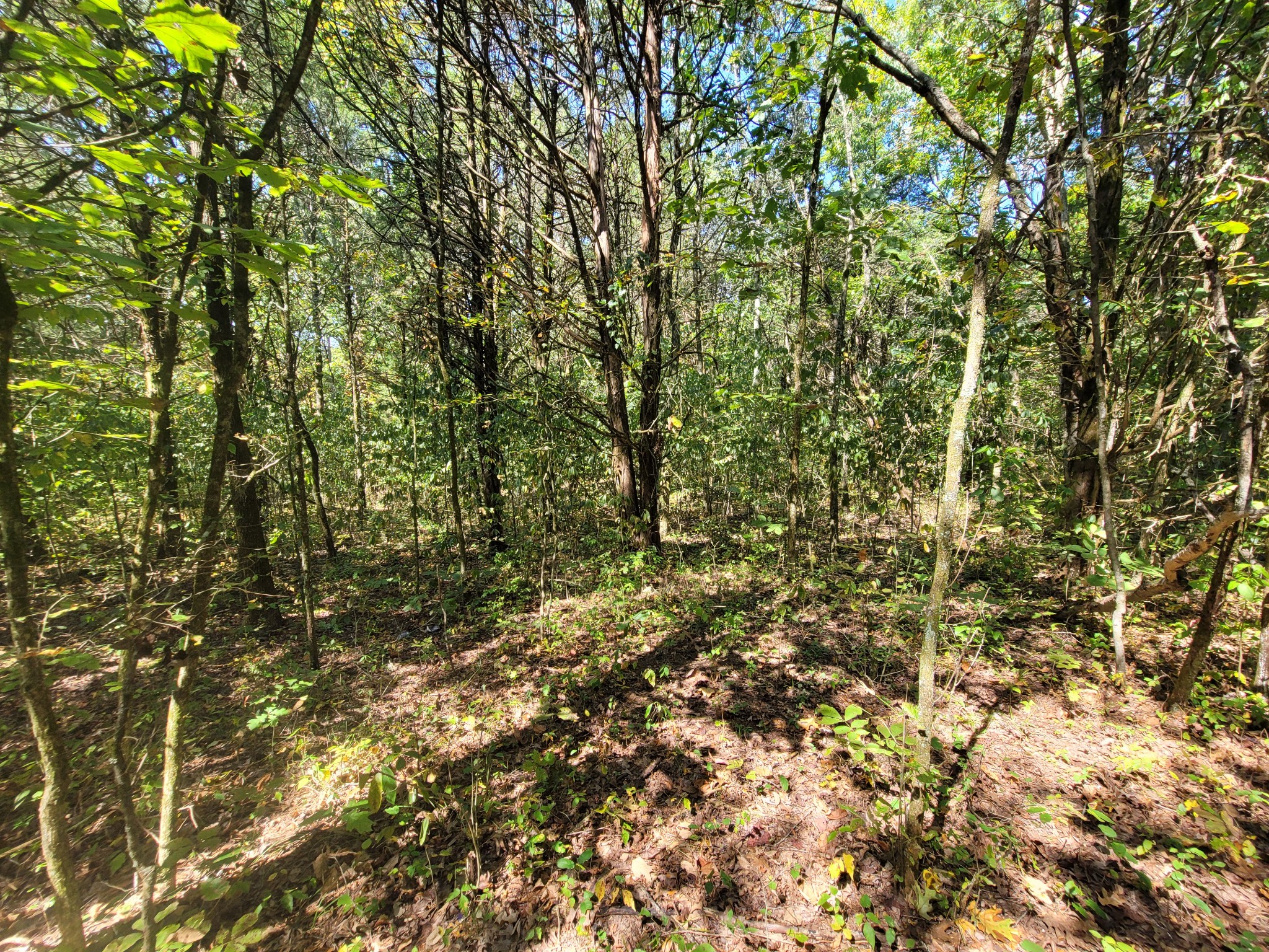 0 Atkinson Road Lebanon, TN 37090 - Photo 29 of 51