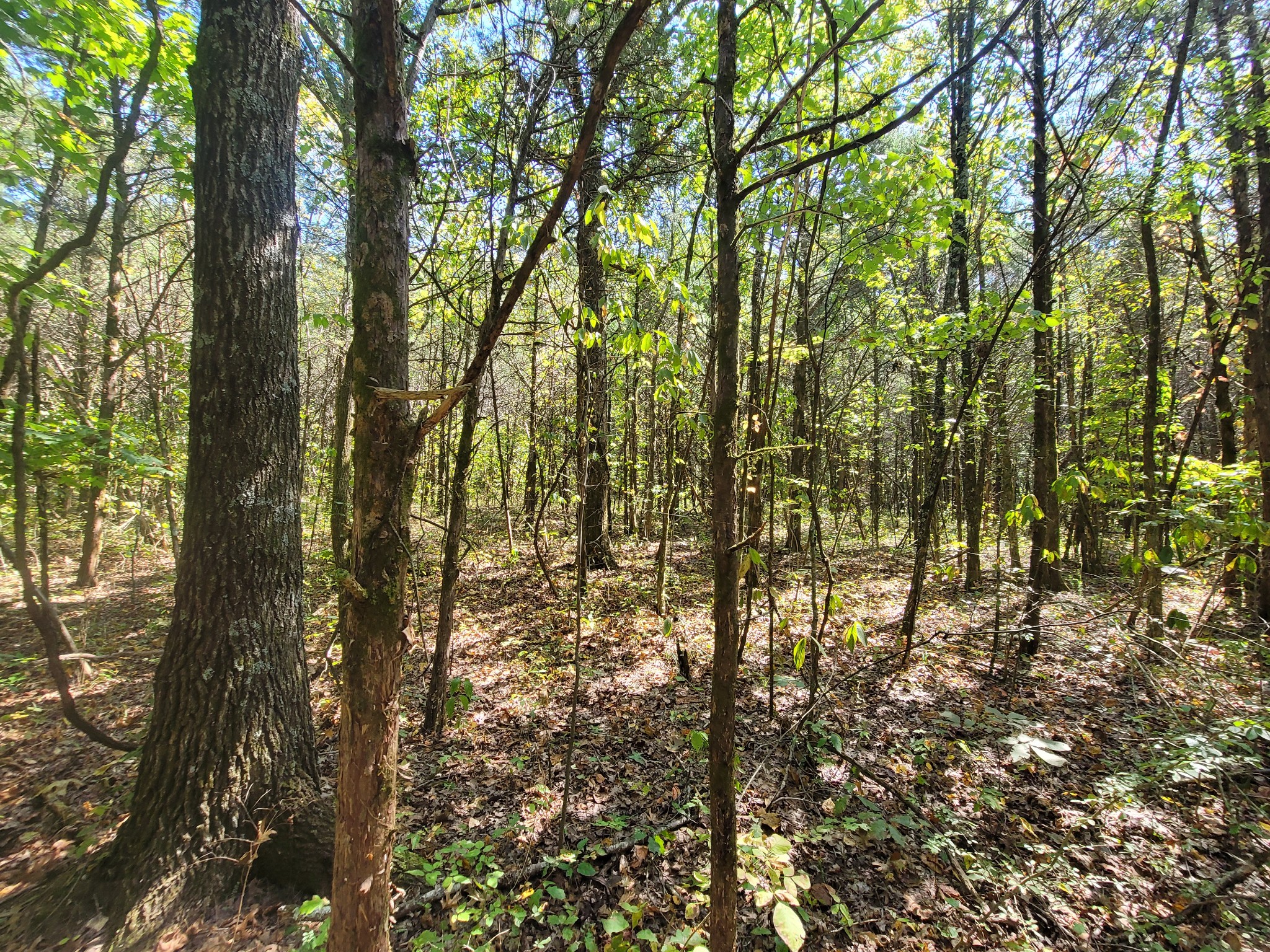 0 Atkinson Road Lebanon, TN 37090 - Photo 30 of 51