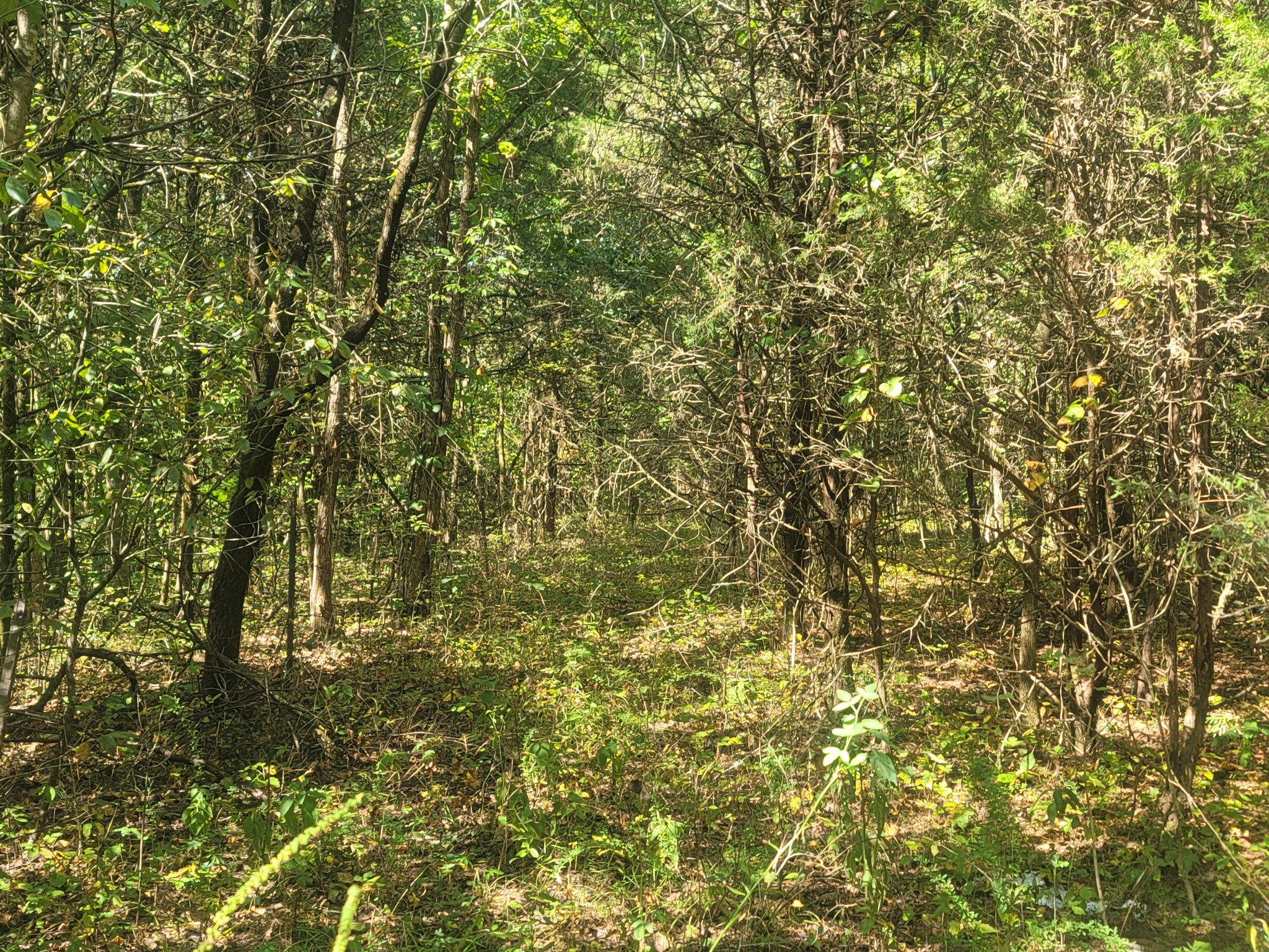 0 Atkinson Road Lebanon, TN 37090 - Photo 32 of 51