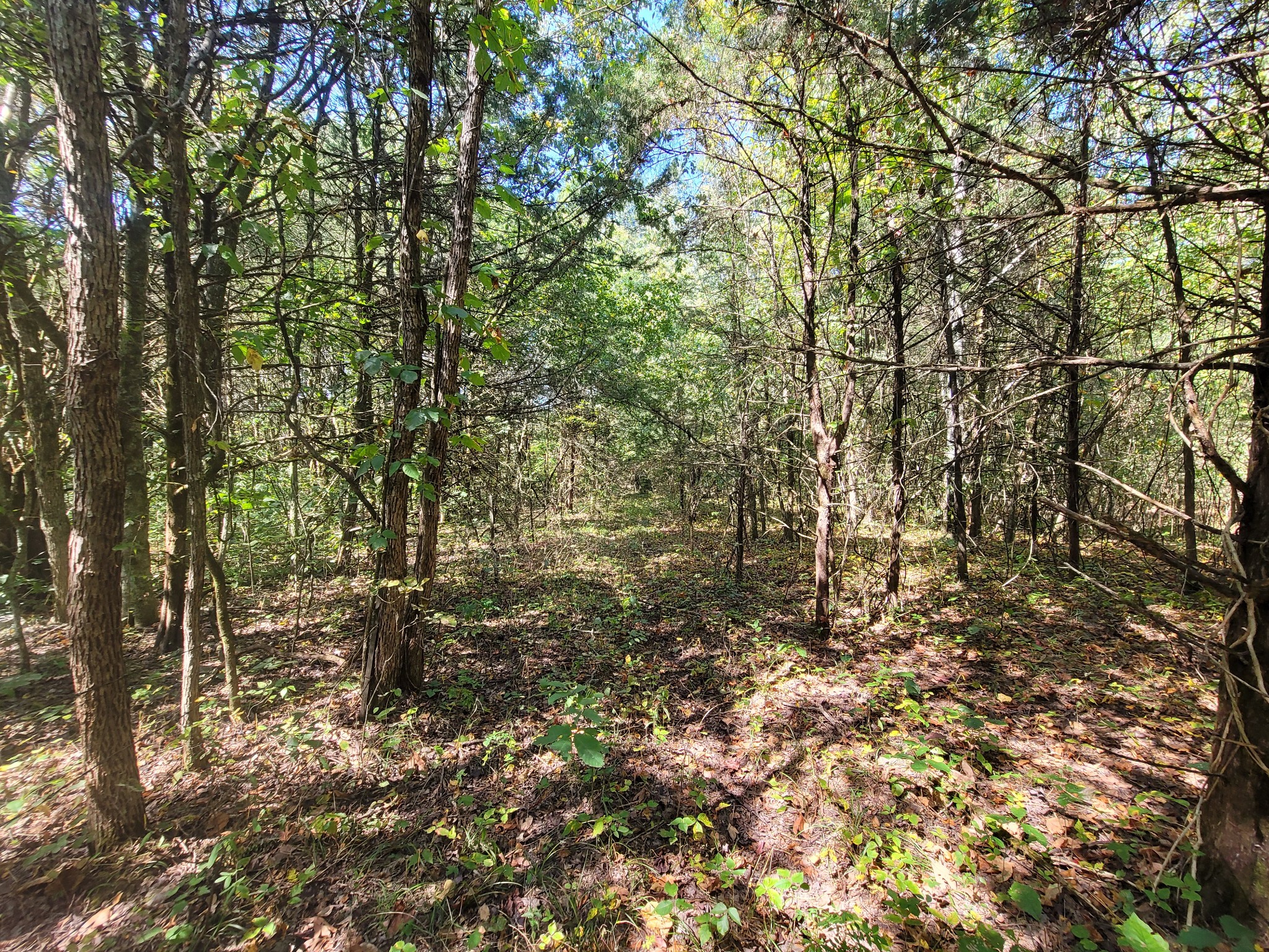 0 Atkinson Road Lebanon, TN 37090 - Photo 33 of 51