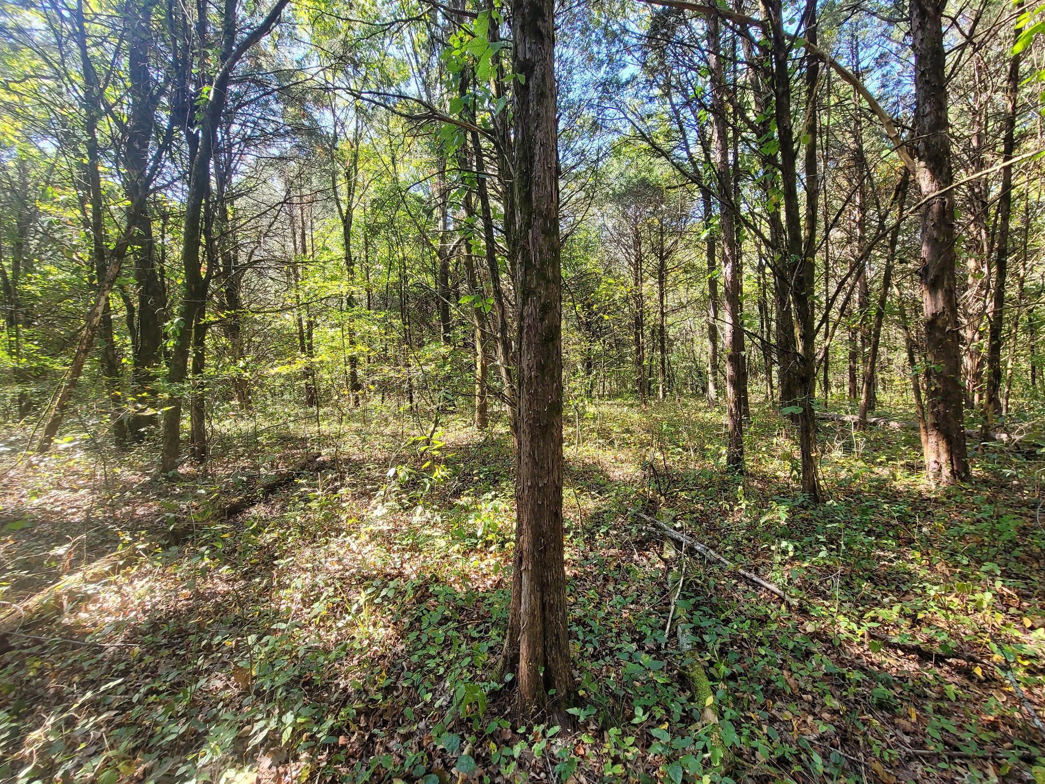 0 Atkinson Road Lebanon, TN 37090 - Photo 37 of 51