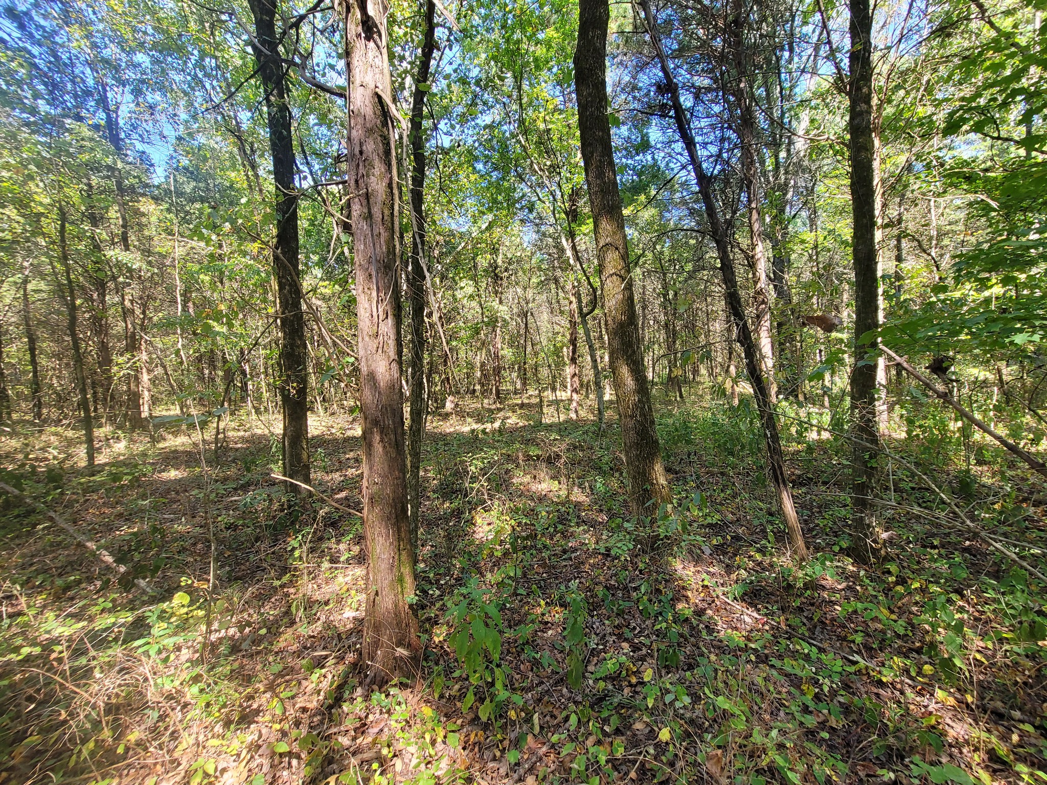 0 Atkinson Road Lebanon, TN 37090 - Photo 38 of 51