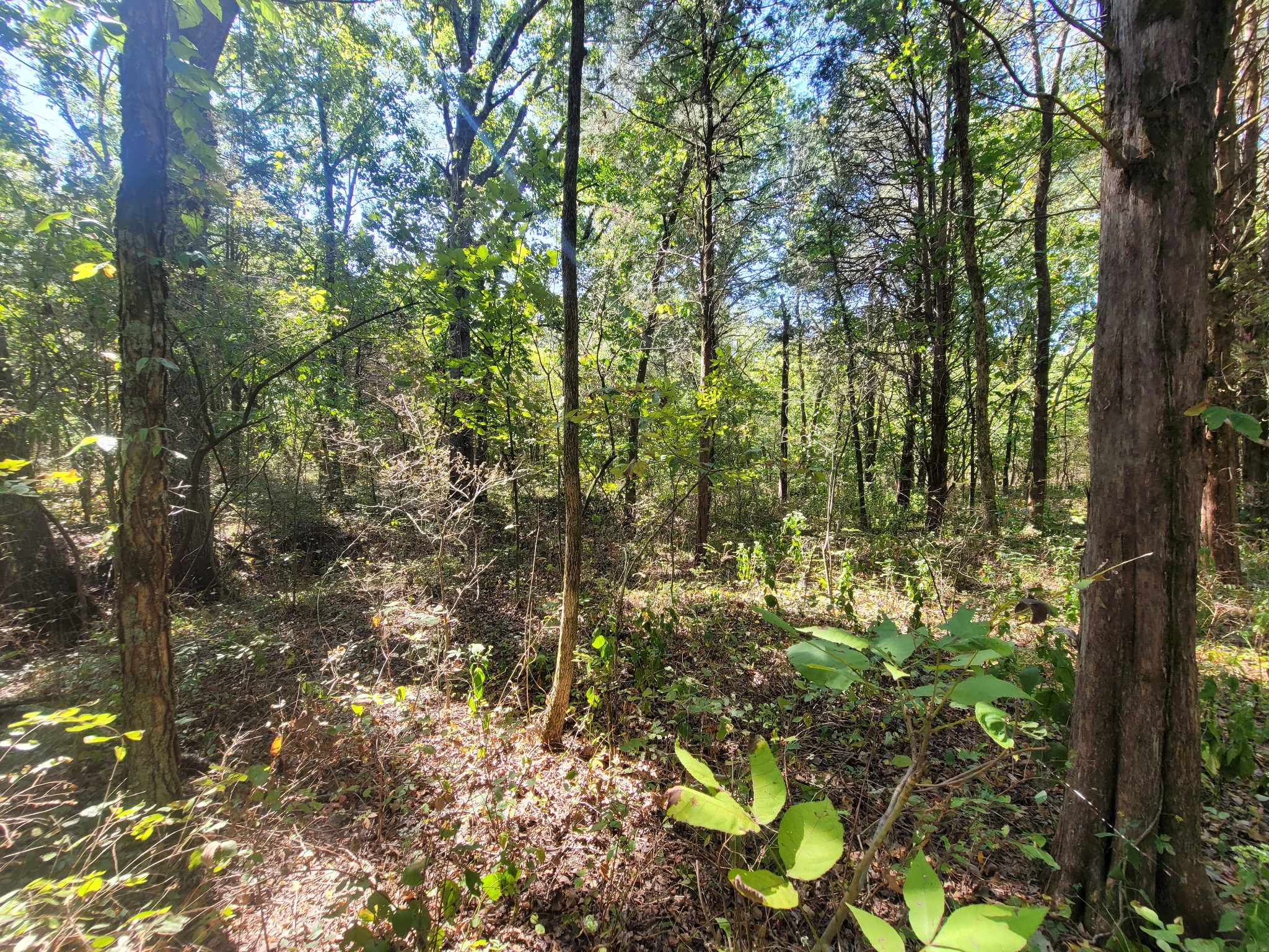 0 Atkinson Road Lebanon, TN 37090 - Photo 39 of 51