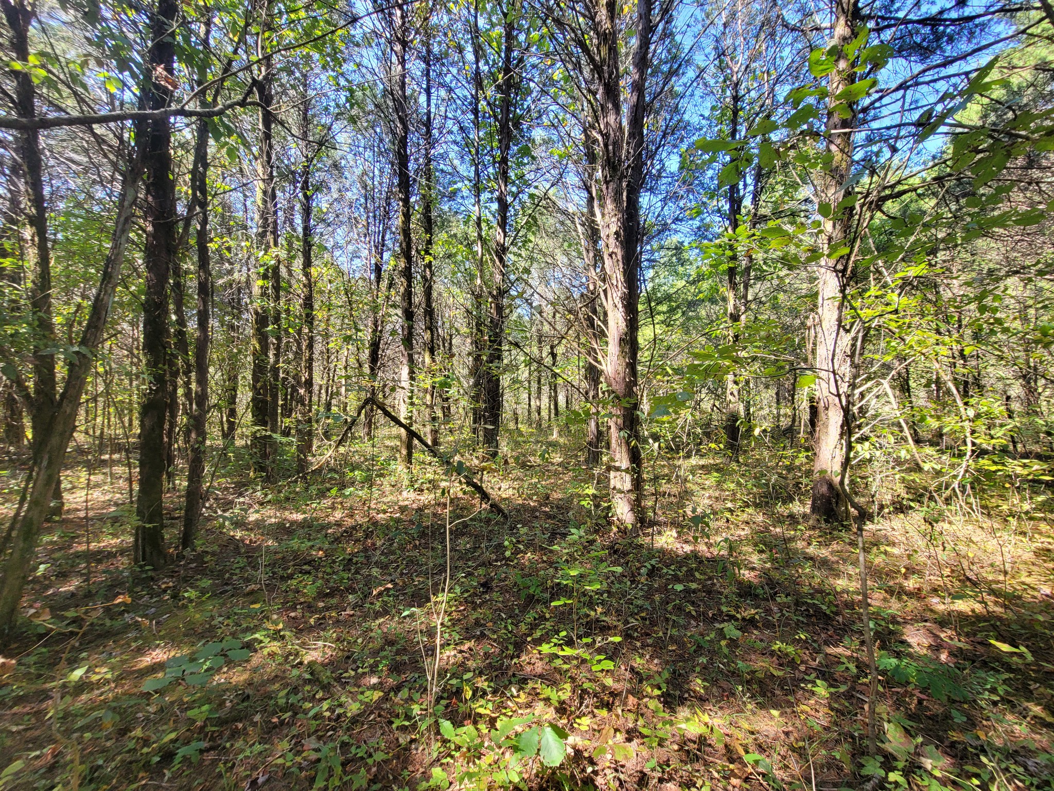 0 Atkinson Road Lebanon, TN 37090 - Photo 40 of 51