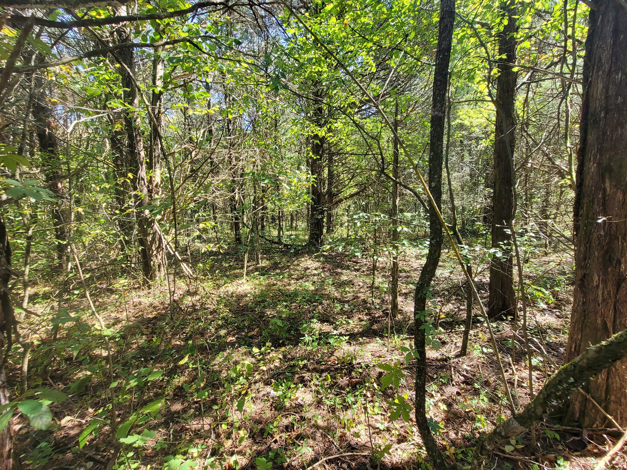 0 Atkinson Road Lebanon, TN 37090 - Photo 41 of 51