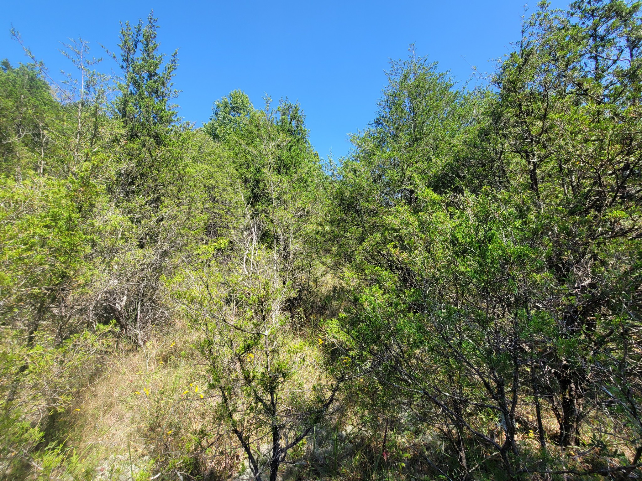 0 Atkinson Road Lebanon, TN 37090 - Photo 42 of 51