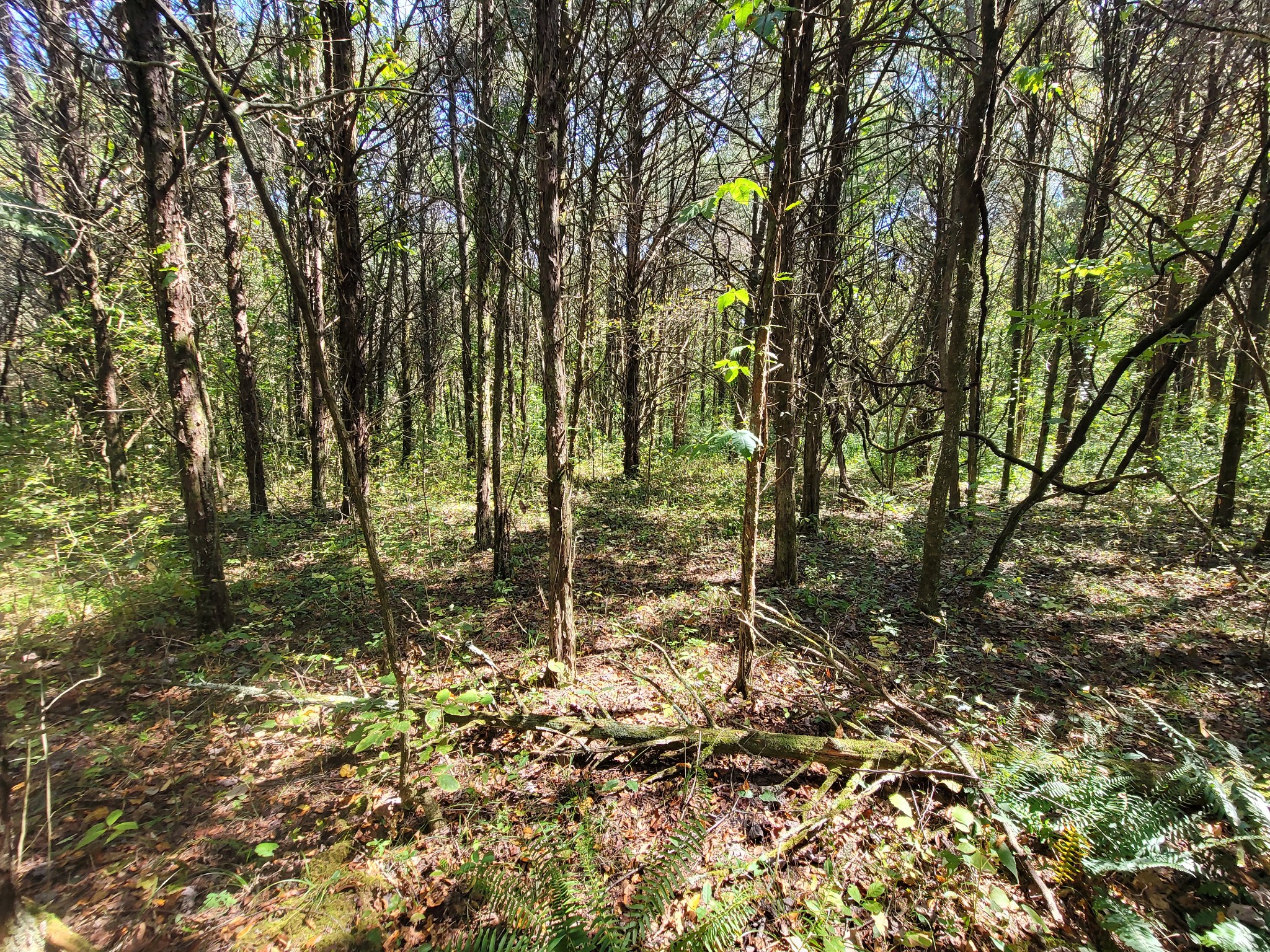 0 Atkinson Road Lebanon, TN 37090 - Photo 47 of 51