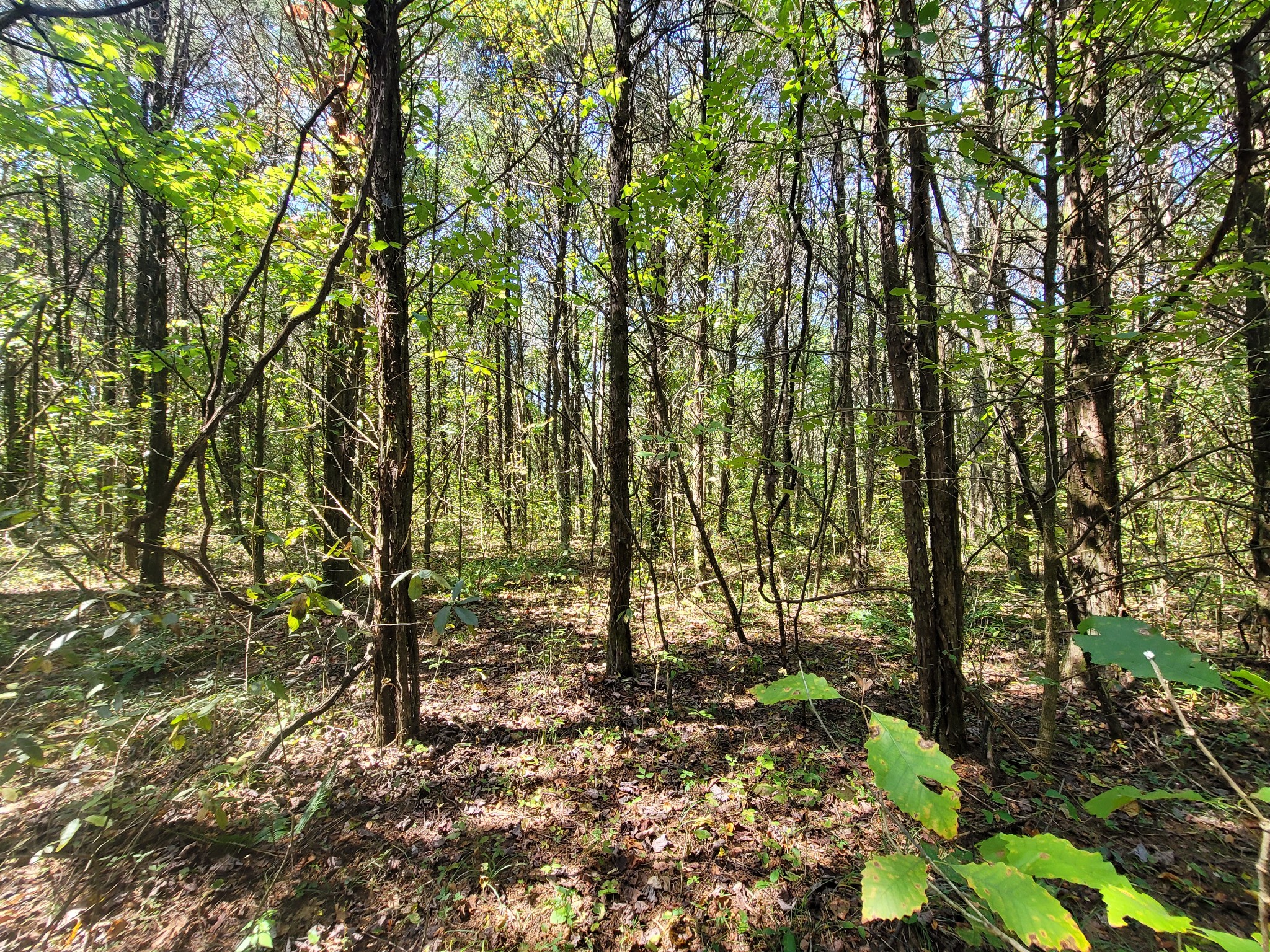 0 Atkinson Road Lebanon, TN 37090 - Photo 48 of 51