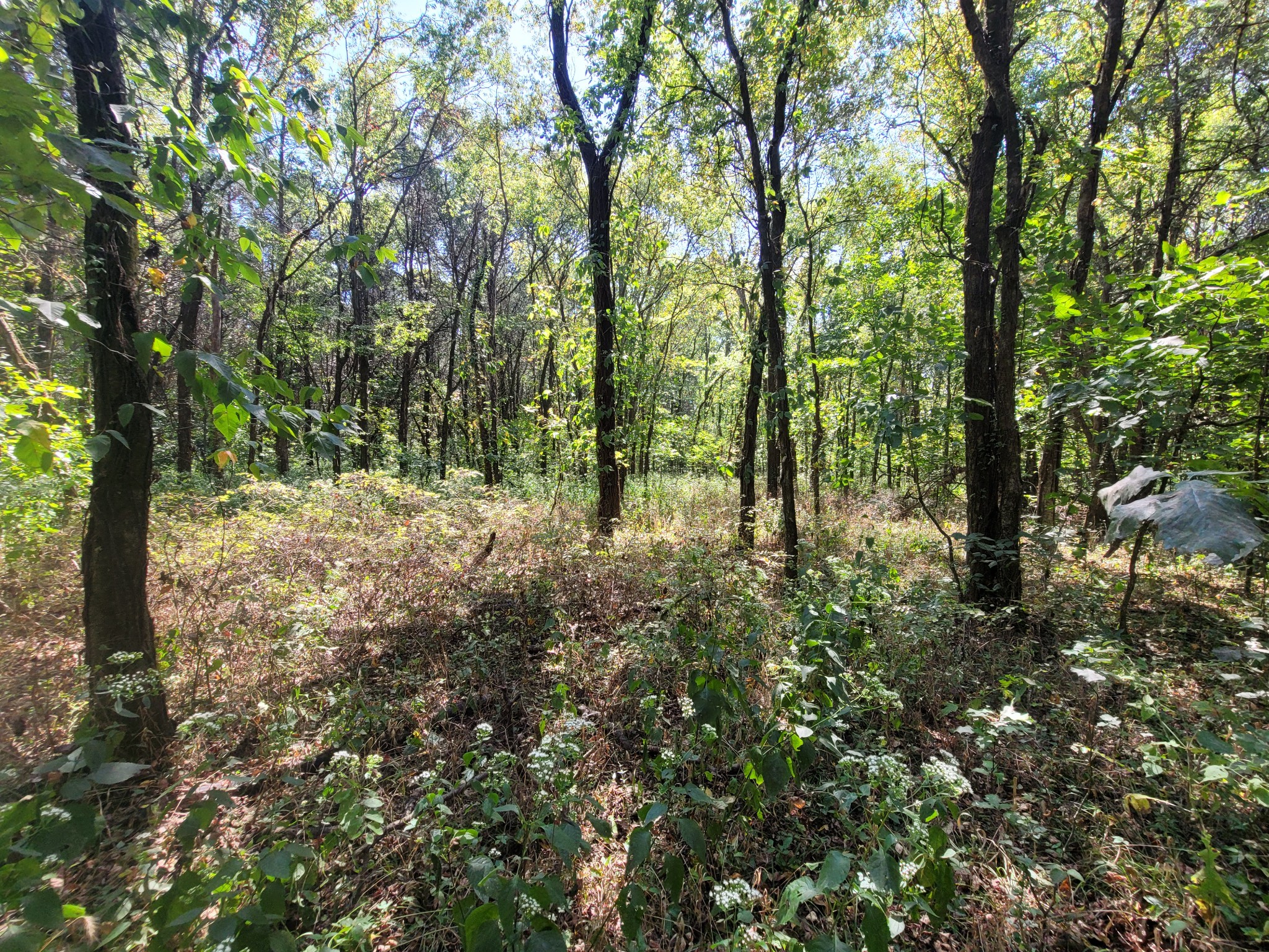 0 Atkinson Road Lebanon, TN 37090 - Photo 49 of 51