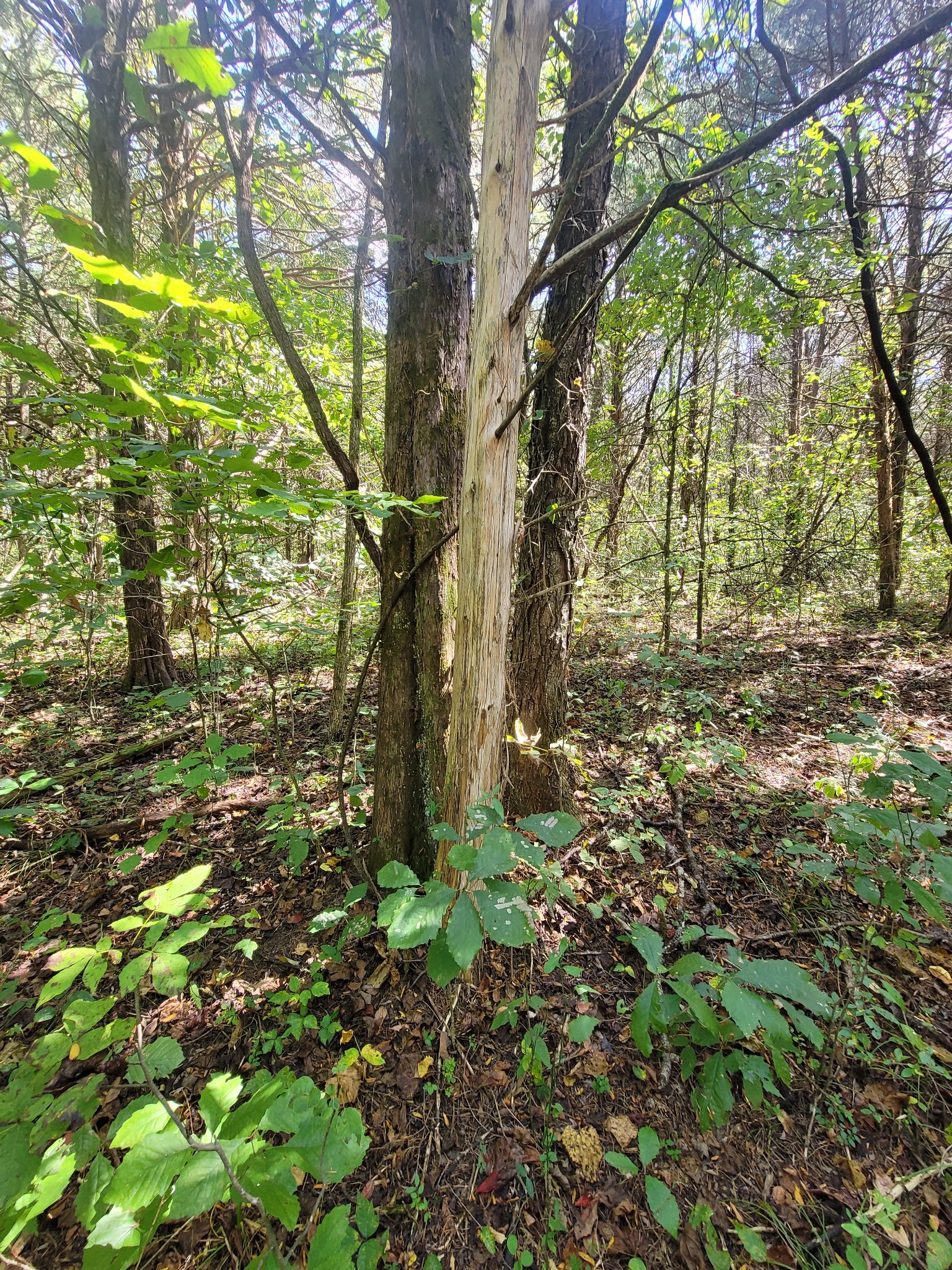 0 Atkinson Road Lebanon, TN 37090 - Photo 51 of 51