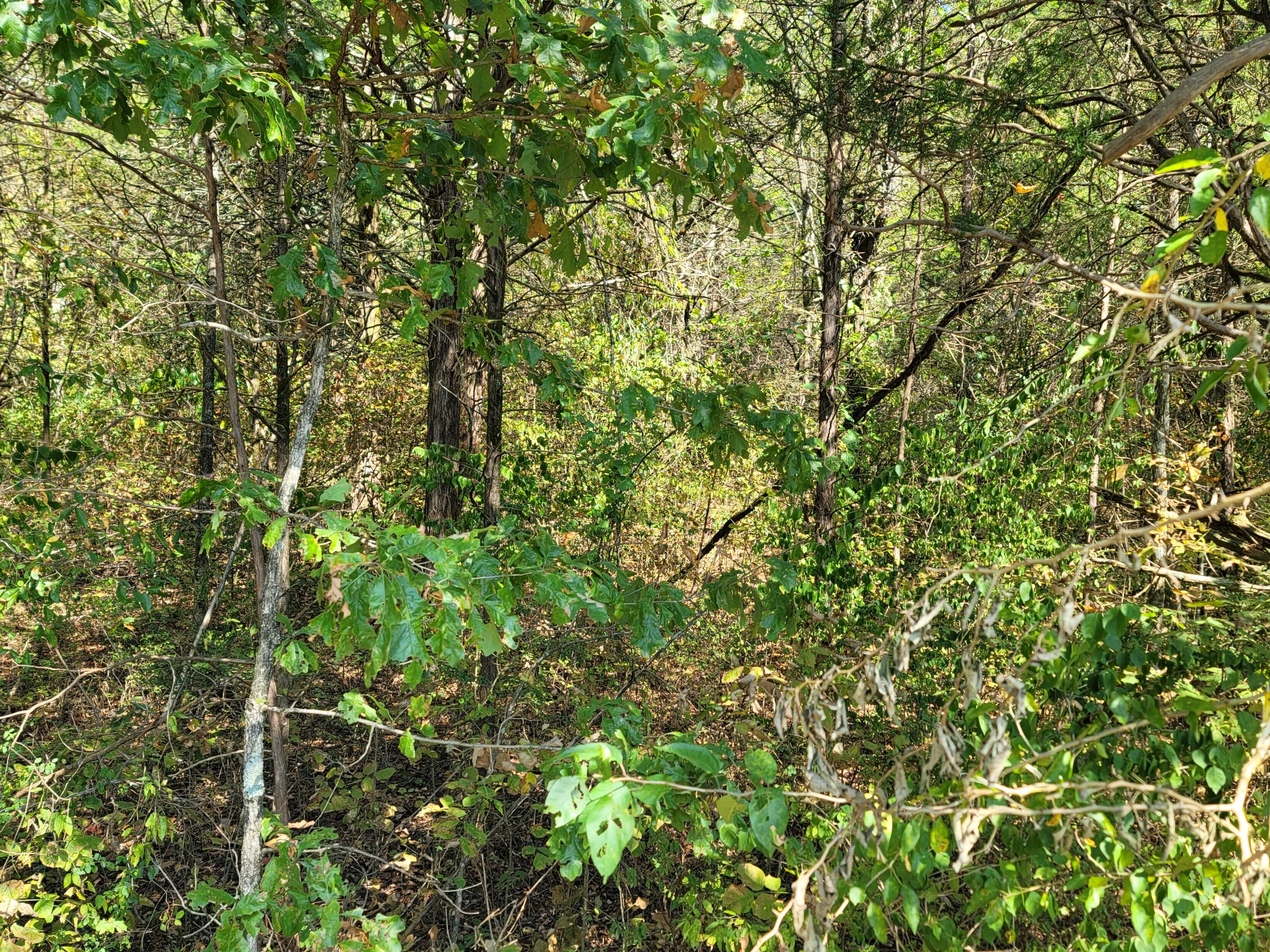 0 Atkinson Road Lebanon, TN 37090 - Photo 8 of 51