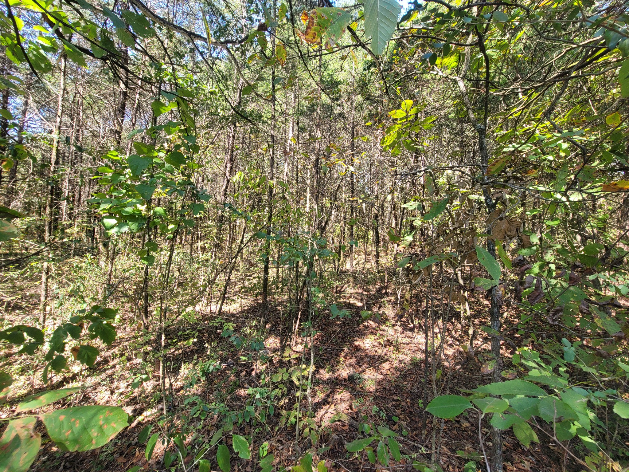 0 Atkinson Road Lebanon, TN 37090 - Photo 9 of 51