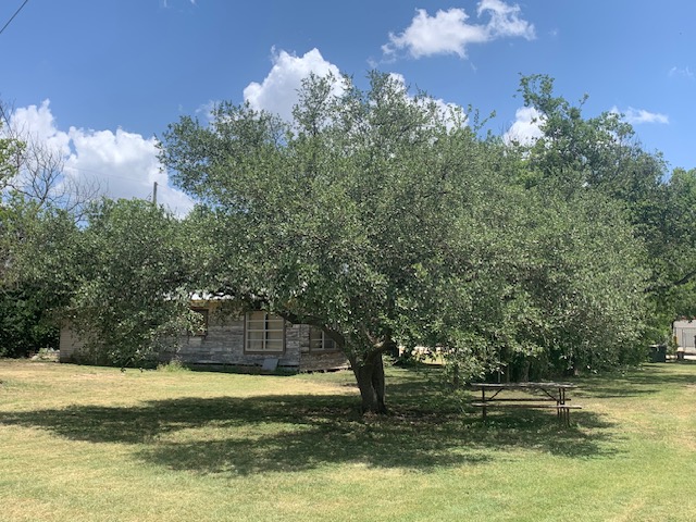 1503 North Burleson Street Kyle, TX 78640 - Photo 7 of 11 rear view with nice live oak tree