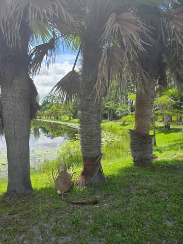 a view of a yard with large trees
