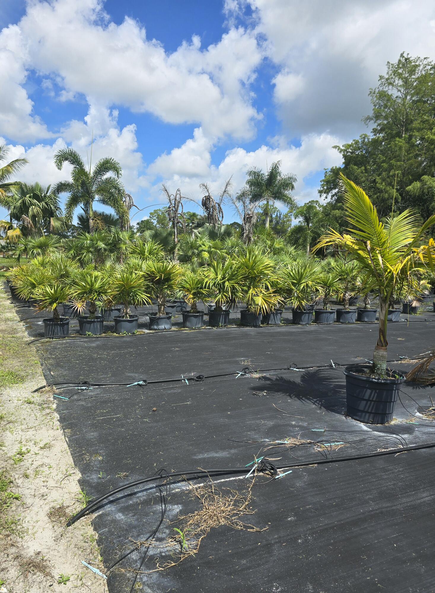 0 B Road Loxahatchee, FL 33470 - Photo 17 of 24 a view of a garden