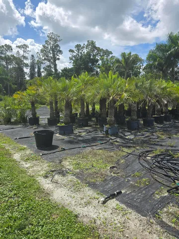 a view of a fountain in the yard