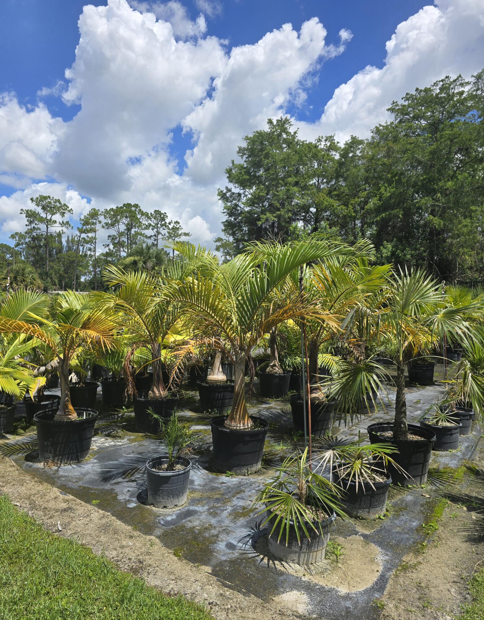 0 B Road Loxahatchee, FL 33470 - Photo 3 of 24 a backyard of a house with lots of green space