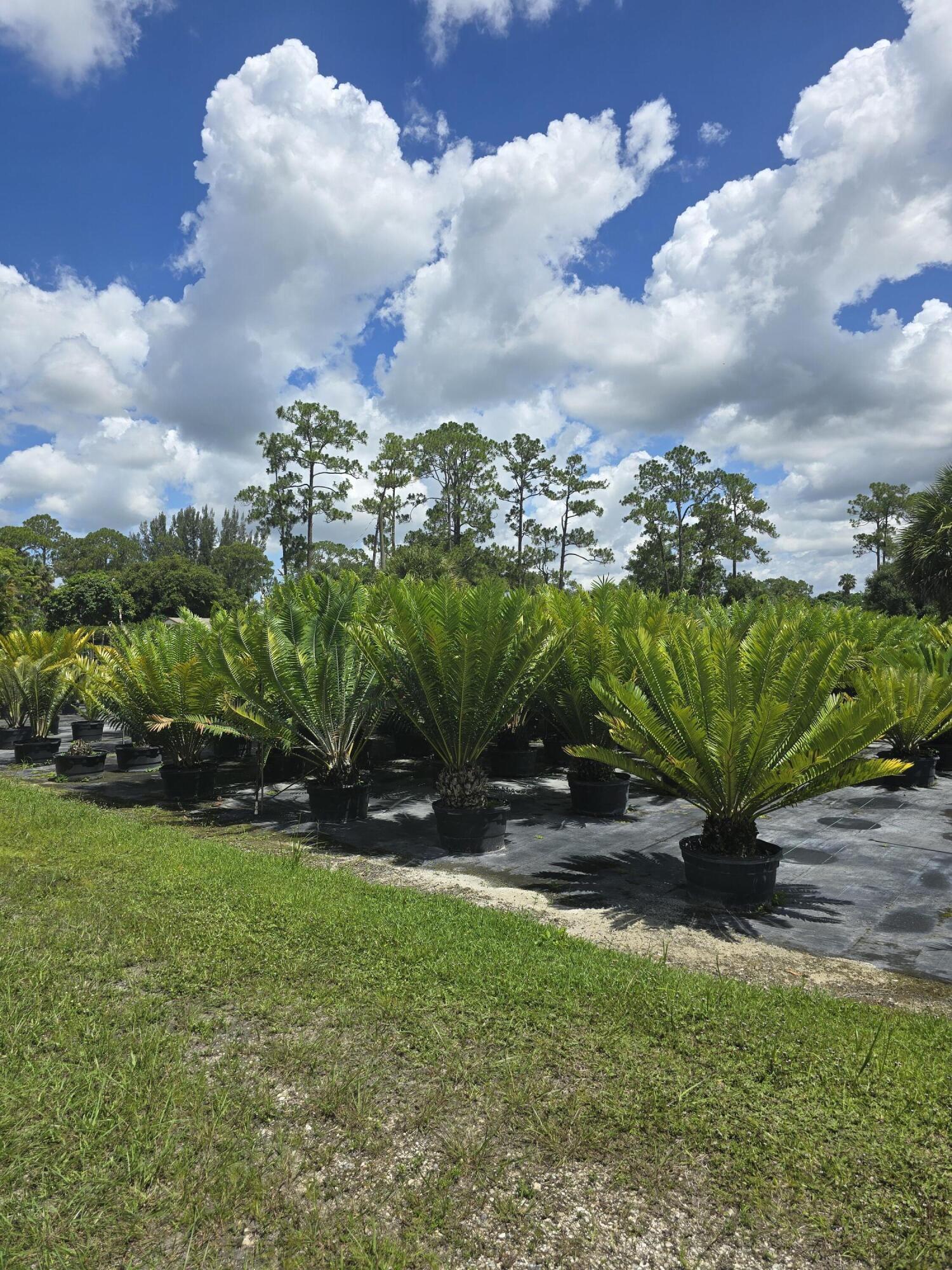 0 B Road Loxahatchee, FL 33470 - Photo 5 of 24 a view of a yard