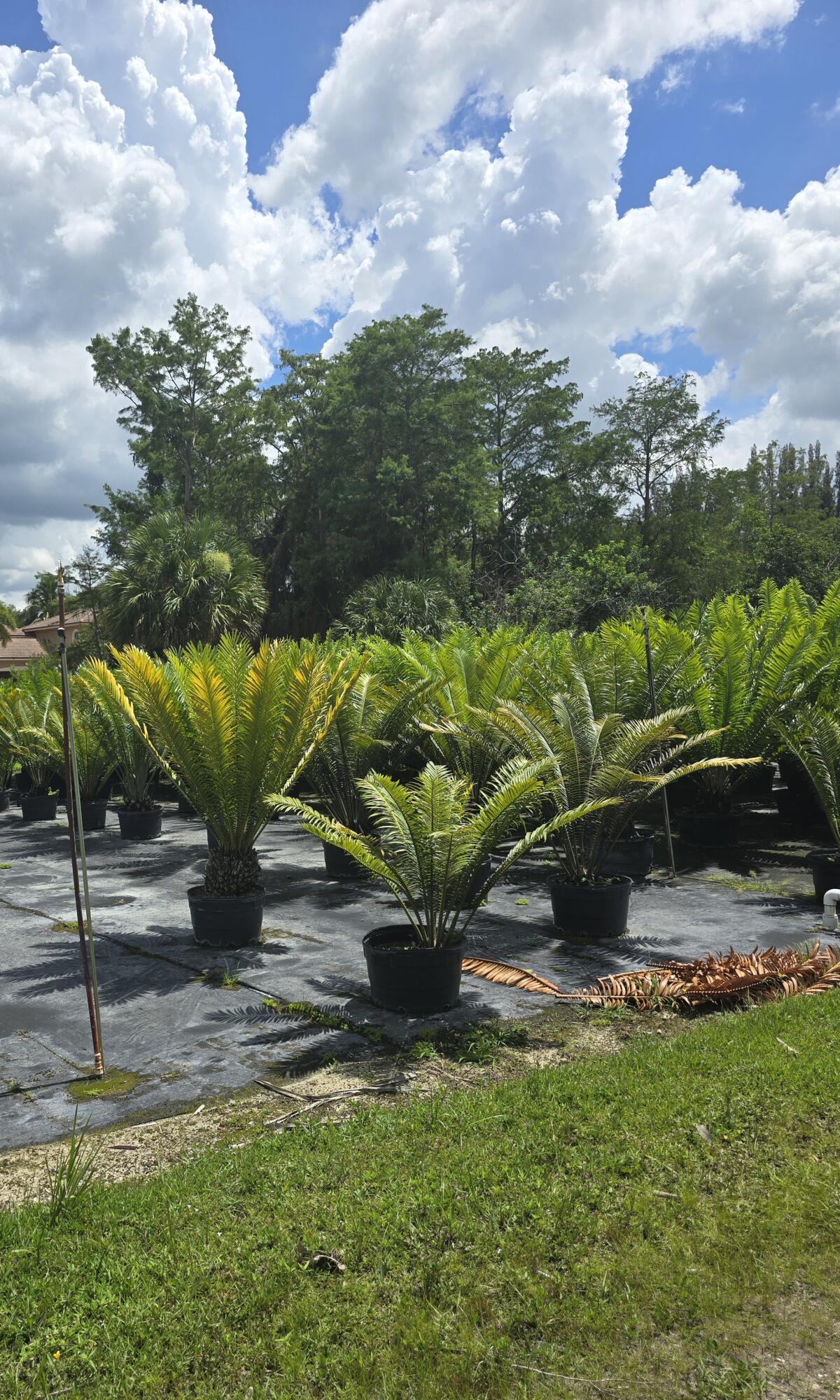 0 B Road Loxahatchee, FL 33470 - Photo 6 of 24 a view of a garden