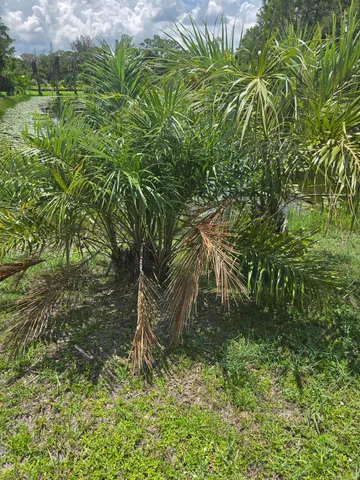 a backyard of a house with lots of green space and garden