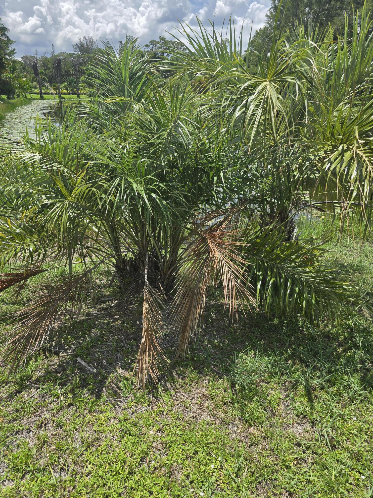 0 B Road Loxahatchee, FL 33470 - Photo 7 of 24 a backyard of a house with lots of green space and garden