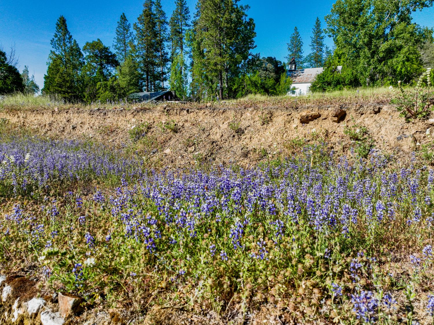 13351 Newtown Road Nevada City, CA 95959 - Photo 26 of 50 a view of a yard with a tree