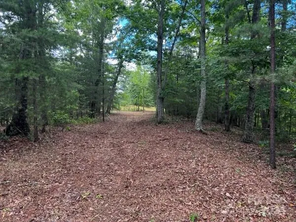 a view of a forest with trees in the background