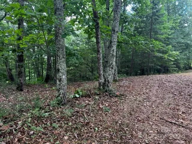 a view of a forest with trees in the background