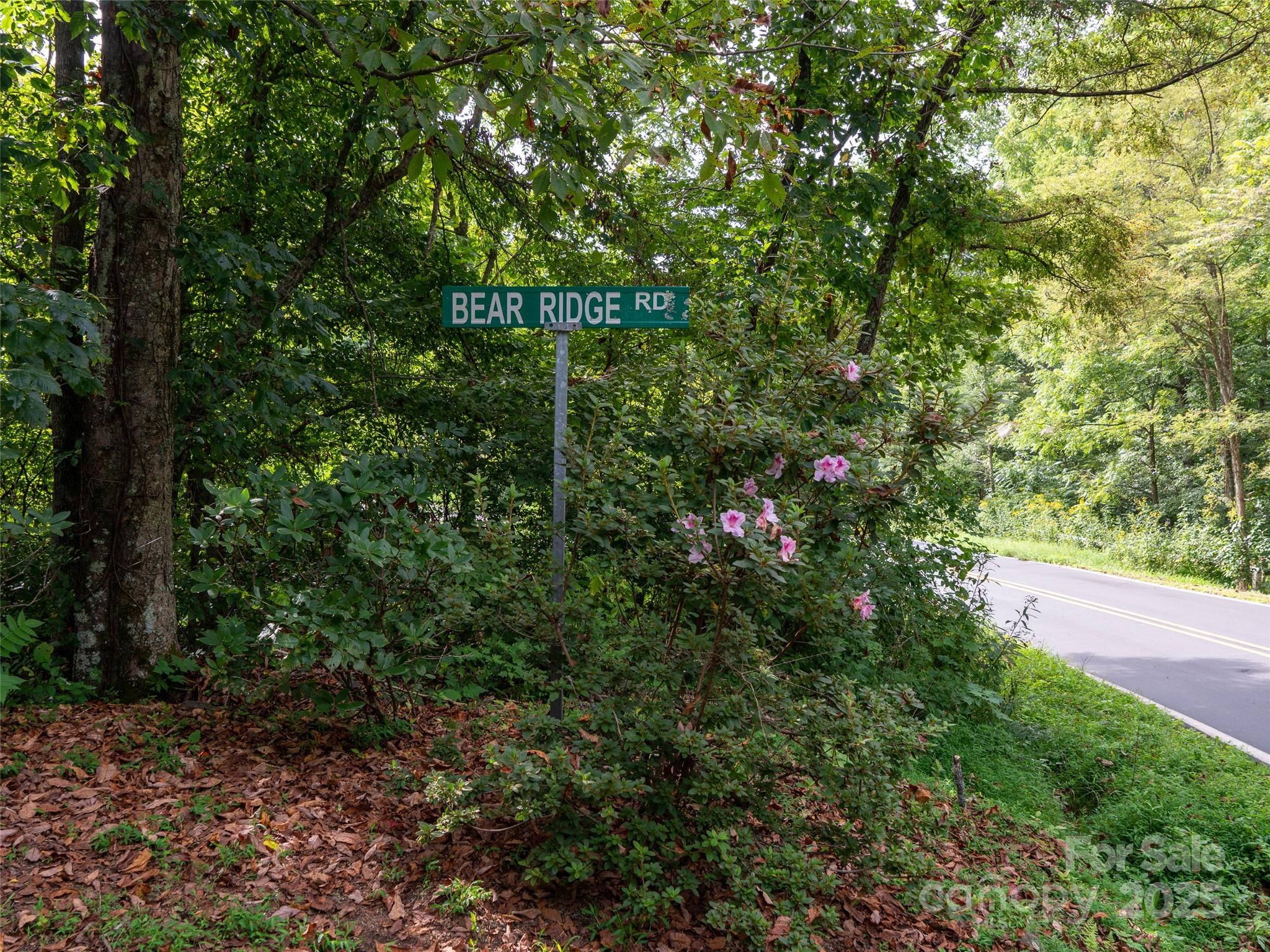 198 Grace Ridge Road Bakersville, NC 28705 - Photo 25 of 27 a view of a tree in a garden