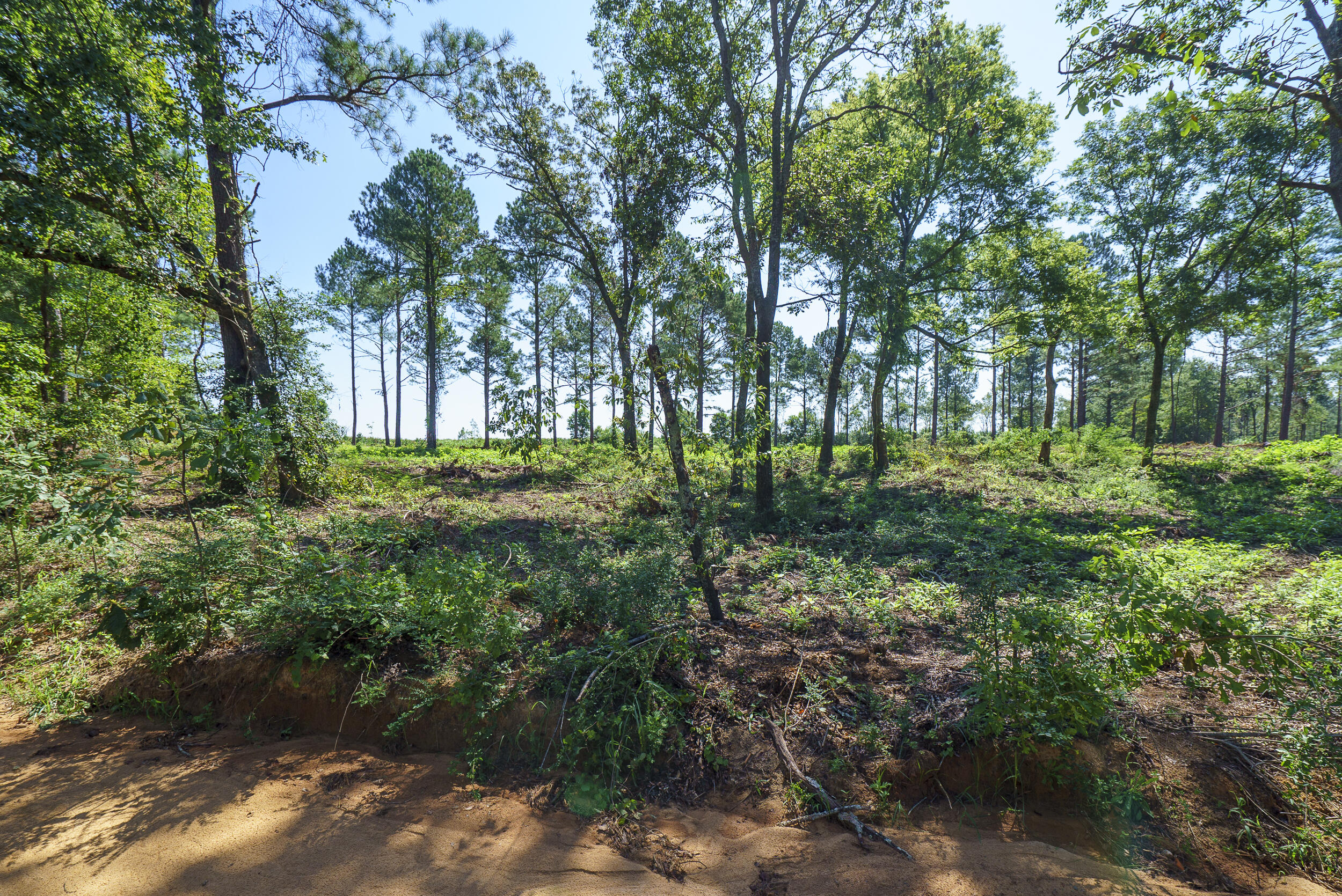 Lot 6 Bluffwood Road Wagener, SC 29164 - Photo 4 of 15